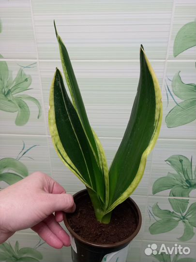 Сансевиерии