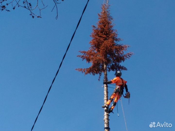 Спил аварийных деревьев