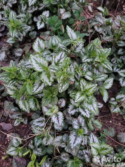 Яснотка зеленчуковая