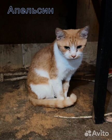 Рыжий кот живет в адской квартире