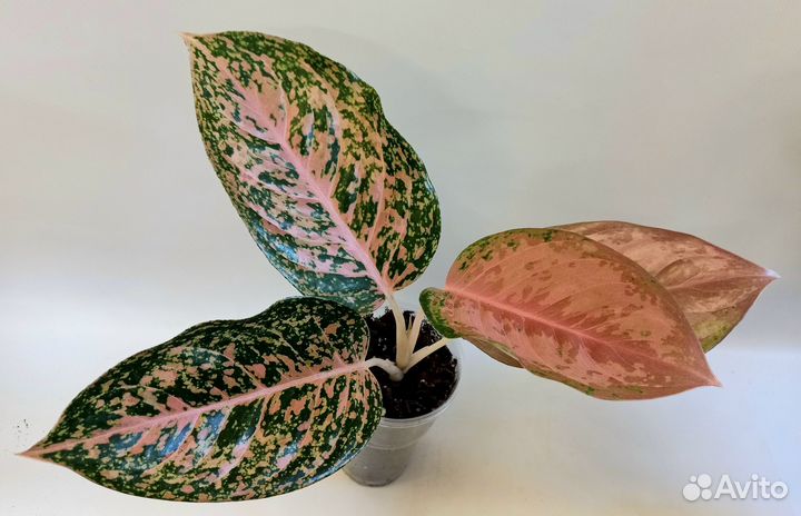 Аглаонема Тайская