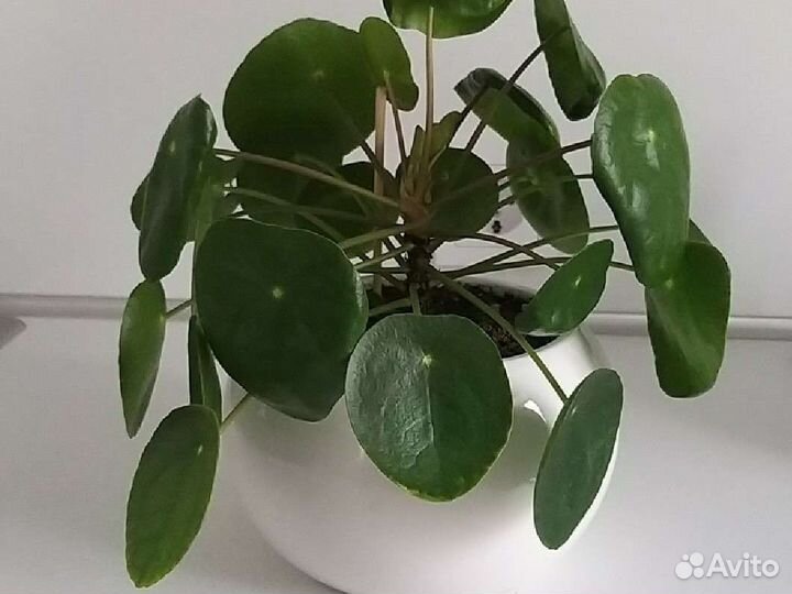 Пилея пеперомиевидная