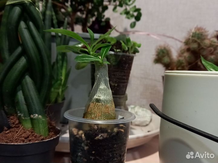 Адениум мини