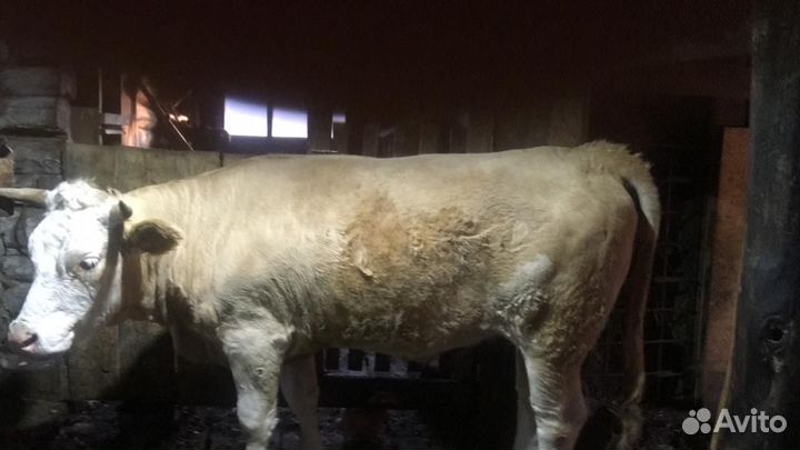 Телка 1.7года