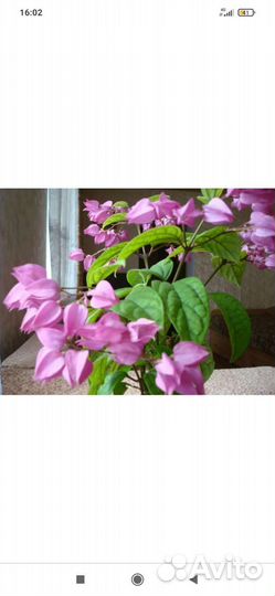 Клеродендрум