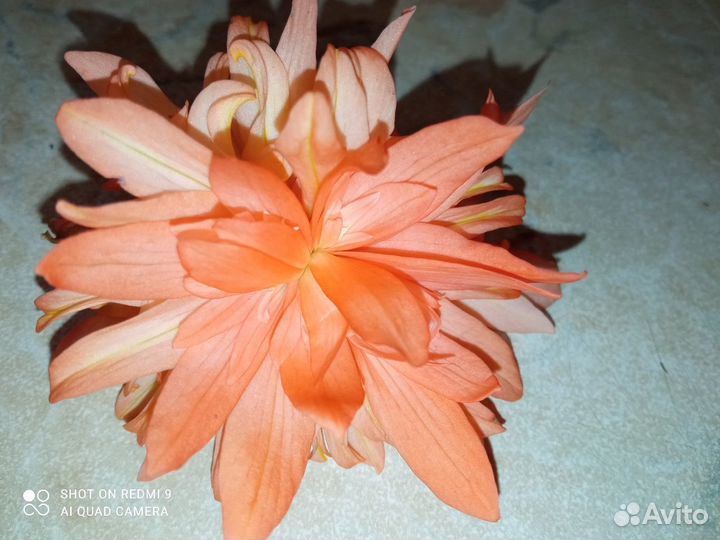 Бегония ампельная