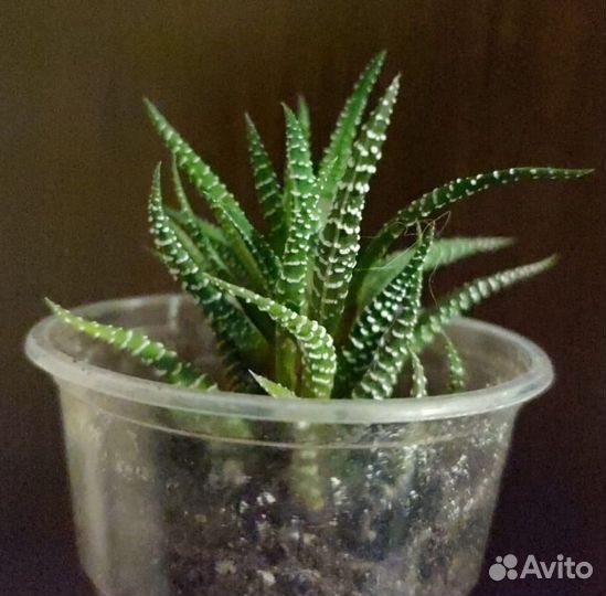 Суккуленты - продажа/обмен