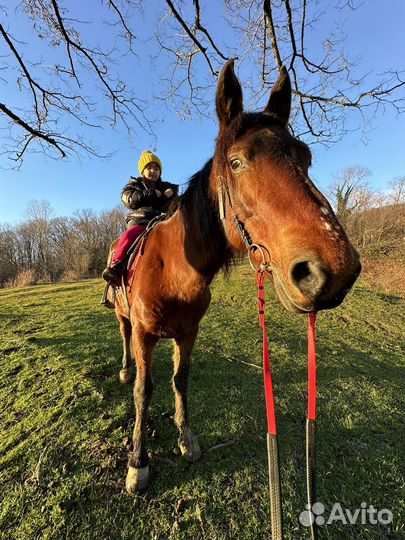 Конные прогулки с трансфером без посредников