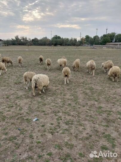Овцы бараны