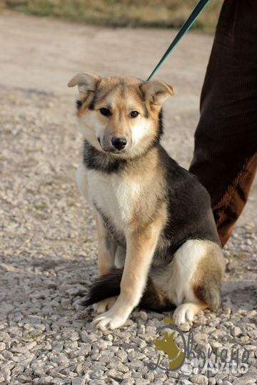 Нежная и ласковая Гавра в добрые руки