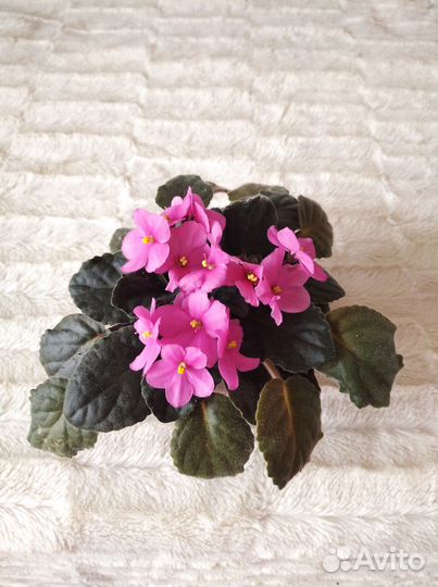 Комнатные цветы фиалки