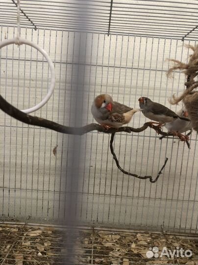 Амадины зебровые