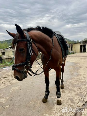 Конные прогулки с трансфером