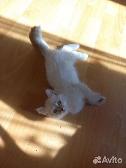 Котенок 2, 5 мес