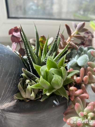 Суккуленты в керамическом кашпо