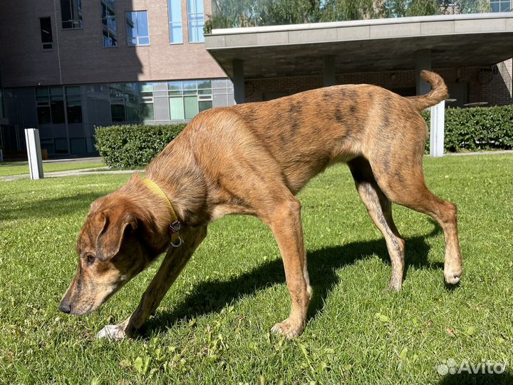 Отдам собаку в добрые руки