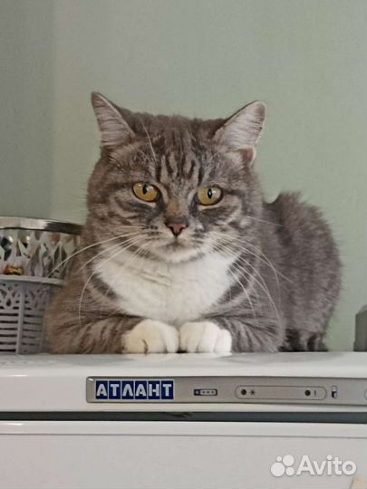 Отдам в добрые руки