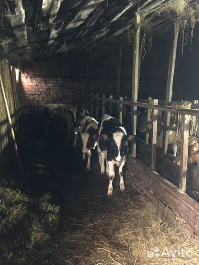 Телята годовалые