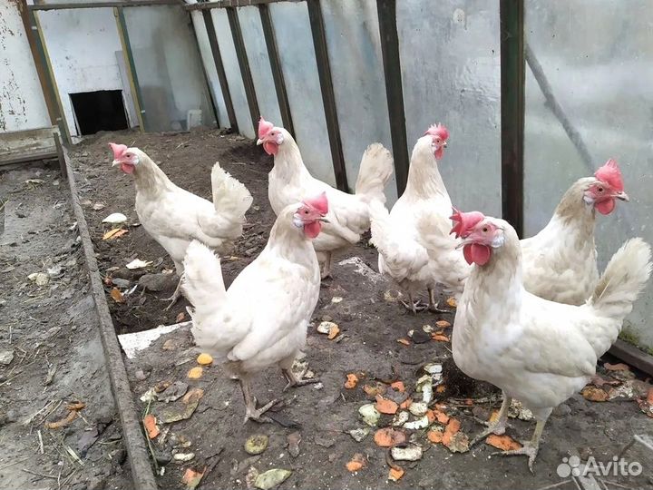 Куры несушки