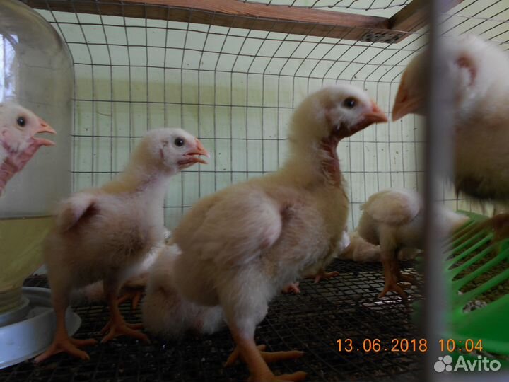 Цыплята росс-308