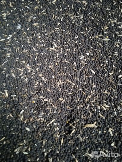 Озимая вика с пшеницей