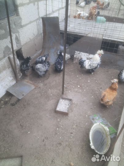 Яйца индоутки, и курей павловское серебро