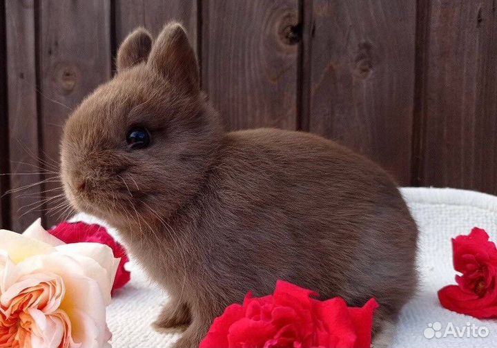 Кролики Миниатюрные для Квартиры и Дома