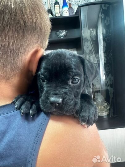 Собаки щенки