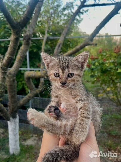 Кошка