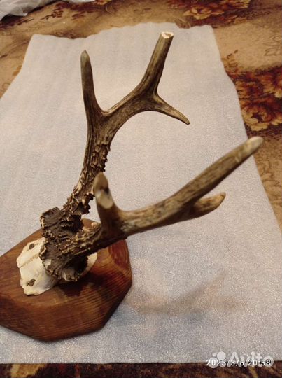 Рога косули