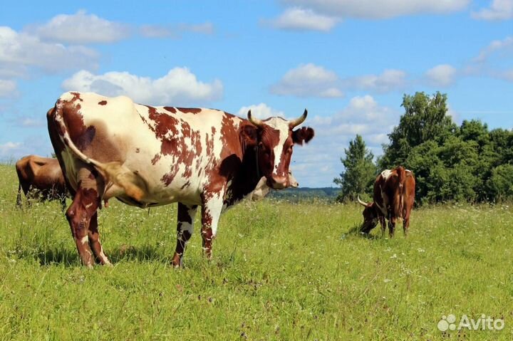 Молоко сырое коровье