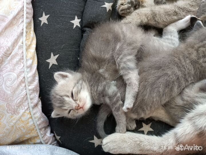 Кошка в дар бесплатно