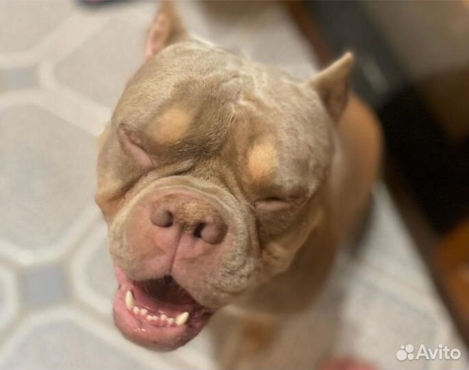 Передержка собак/домашняя передержка собак