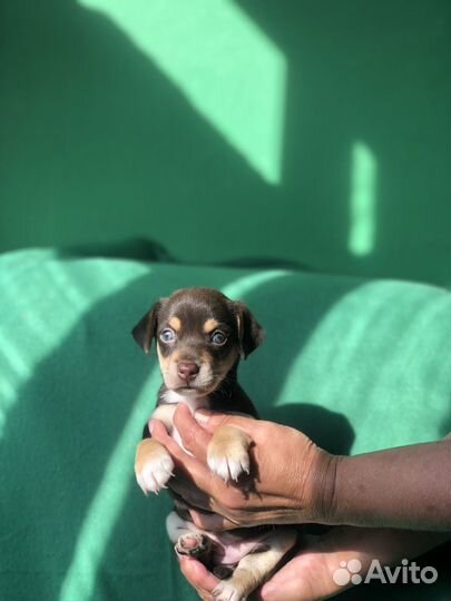 Собака-улыбака