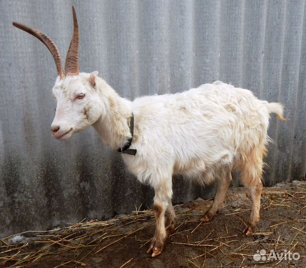 Козы ламанча