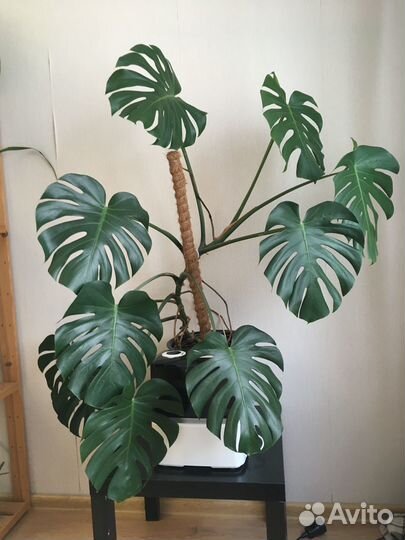 Продам цветы комнатные