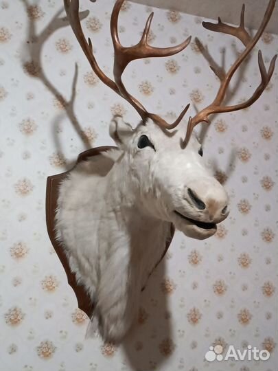 Чучело головы оленя