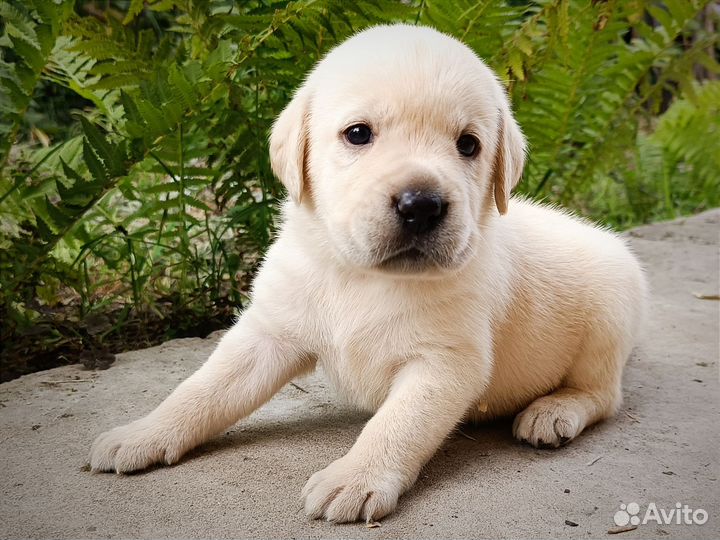 Щенки лабрадора: палевые и шоколадные