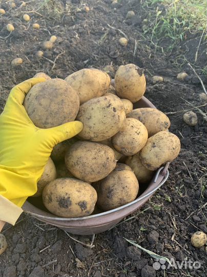 Продам картофель