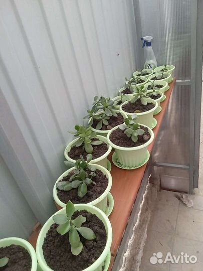 Денежное дерево