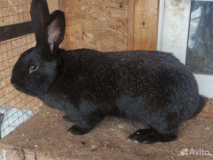 Кролики мясных пород