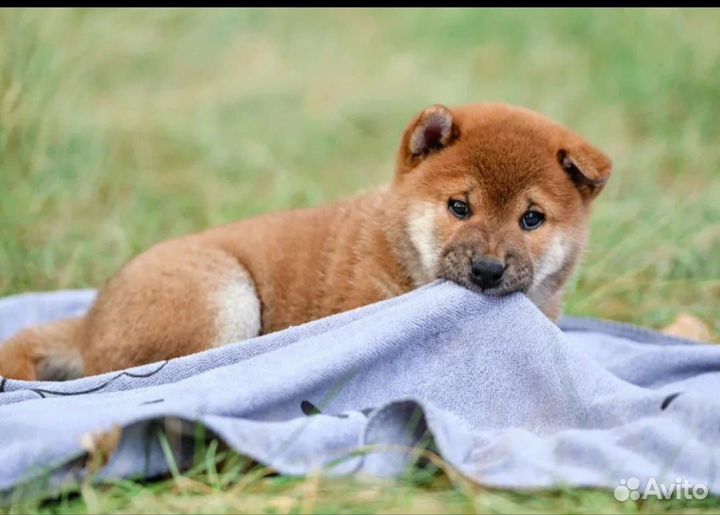 Продаются щенки сиба-ину