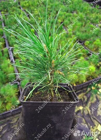 Сибирский кедр. Саженцы