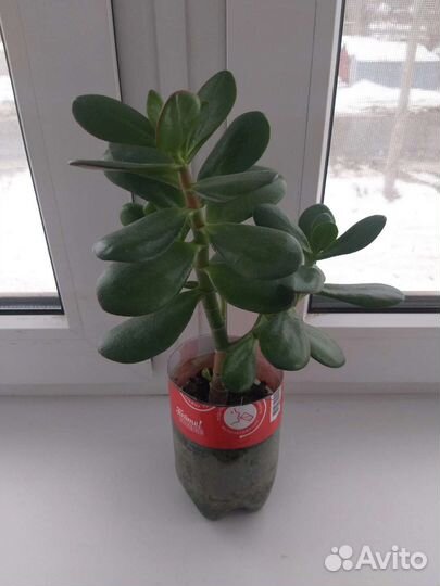 Денежное дерево
