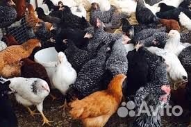 Несушка Доминант