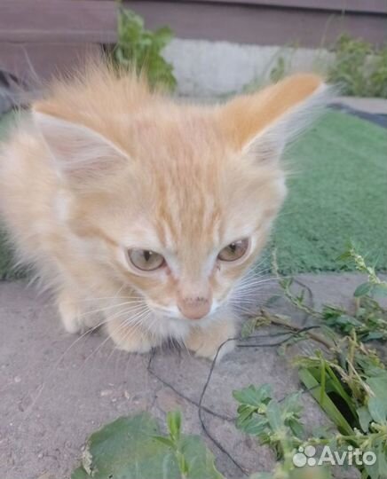 Отдам котят от кошки мышеловки