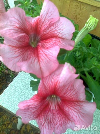 Рассада цветов