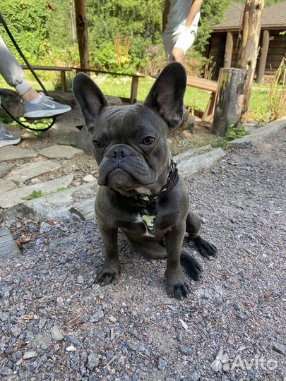 Французский бульдог кабель вязка