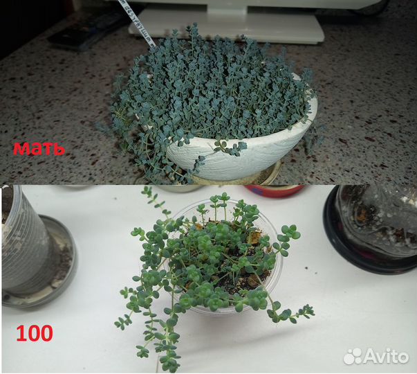 Суккуленты ч1