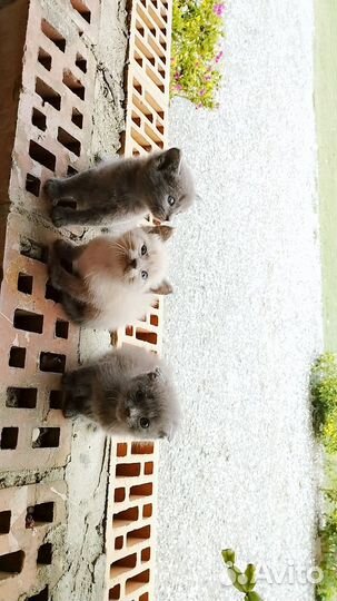 Кошки бесплатно